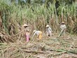 DN mía đường muốn bán cổ phần ưu đãi cho nông dân